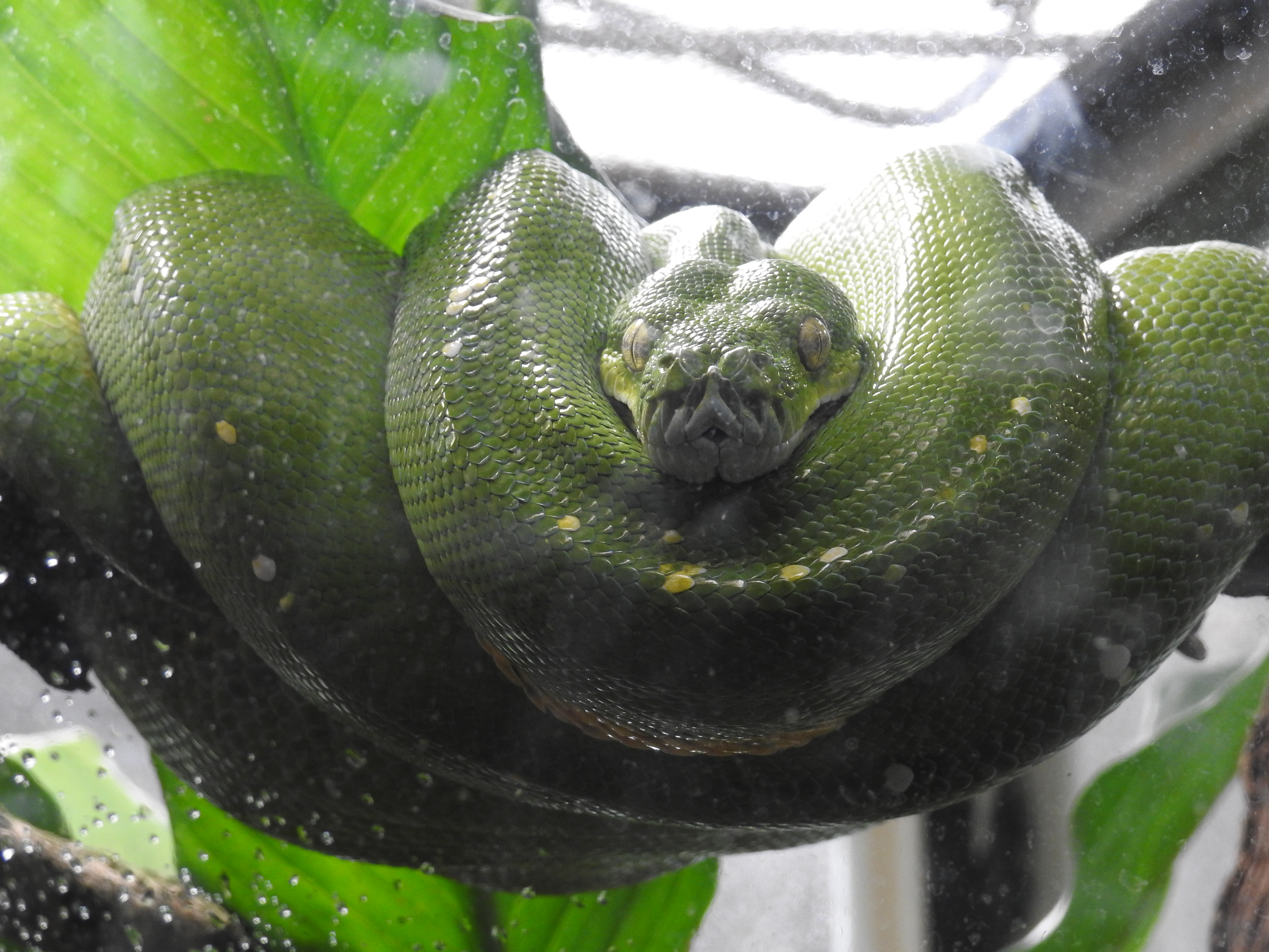 MAKING MY PEACE … with snake symbolism in 2025