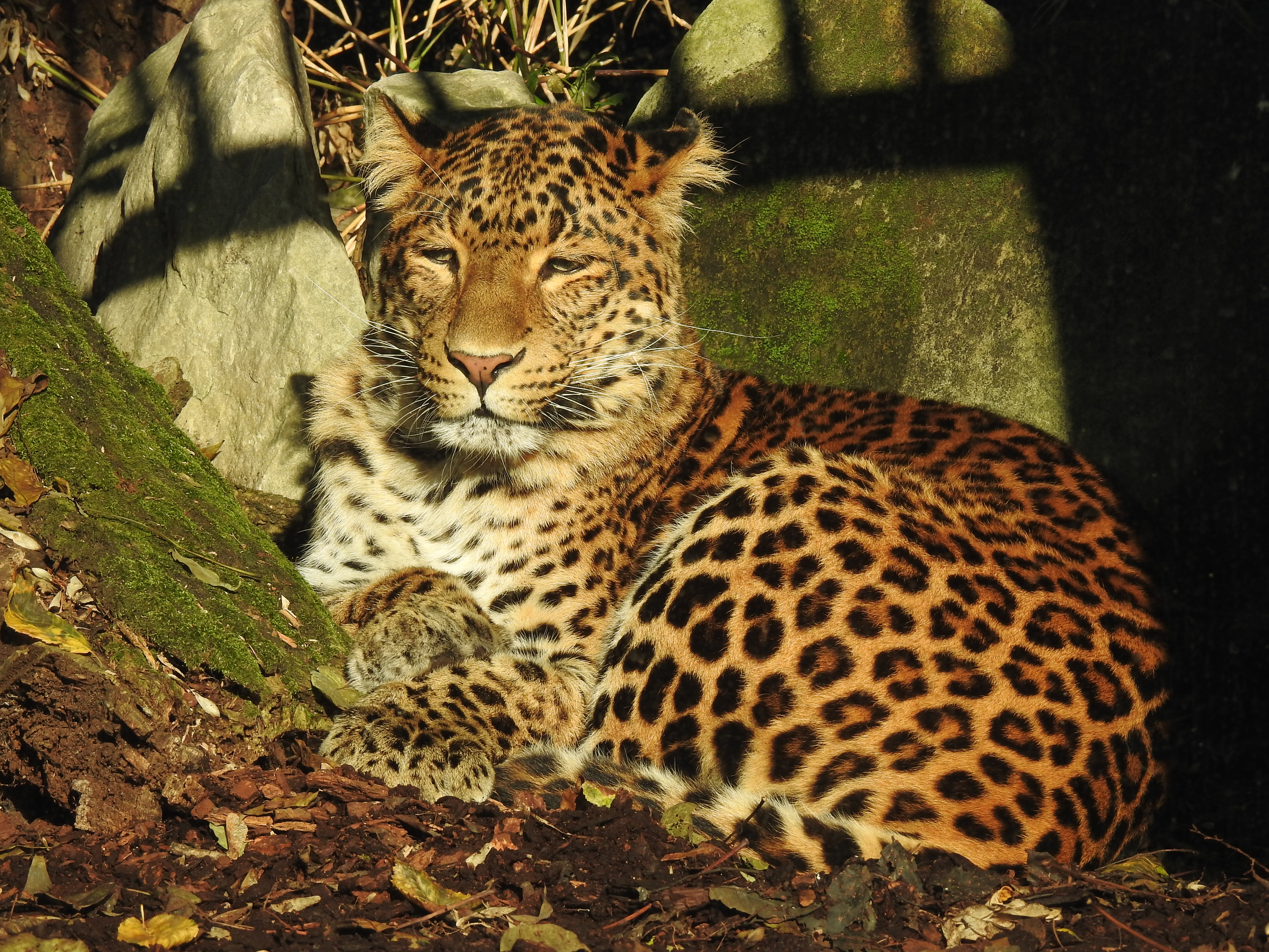 MAKING MY PEACE … with lessons from solitary animals