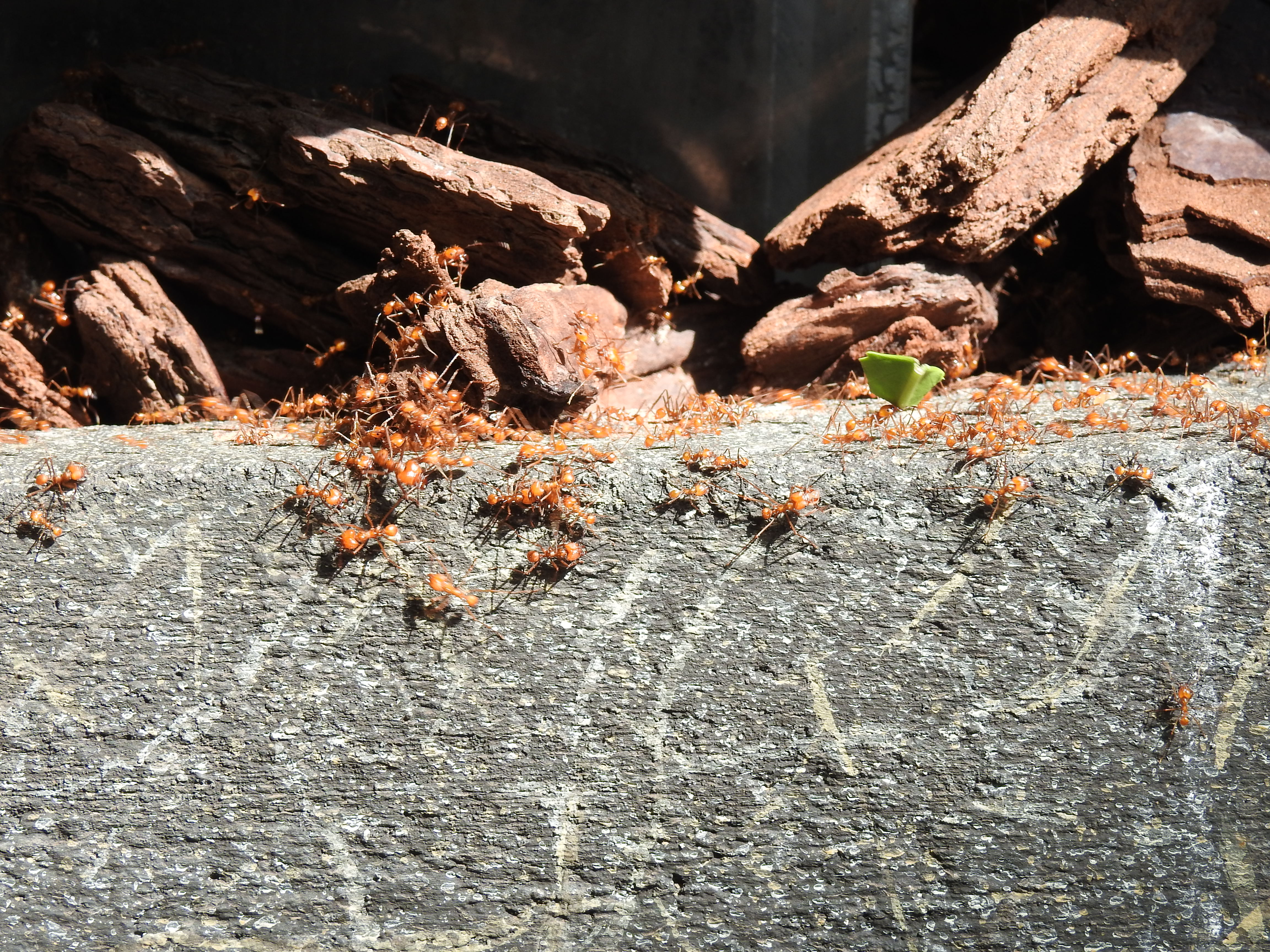 MAKING MY PEACE … with not carrying the load alone – like ants !